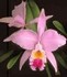 cattleya